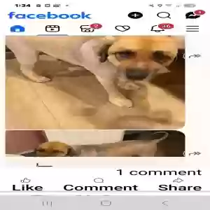 lost male dog leo