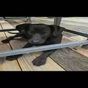 lost male dog rafe