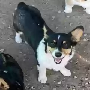 lost female dog gitana