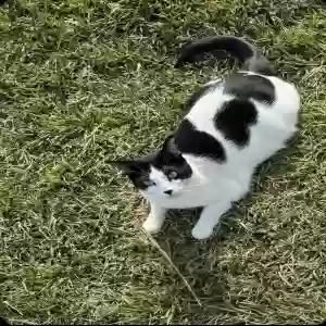 lost female cat kimchi