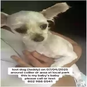 lost male dog teddy