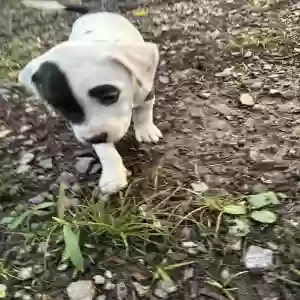 found male dog this baby was dumped along with 9 other puppies an