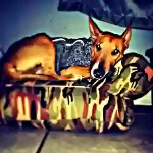 lost female dog moose