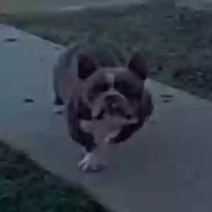 found male dog unknown