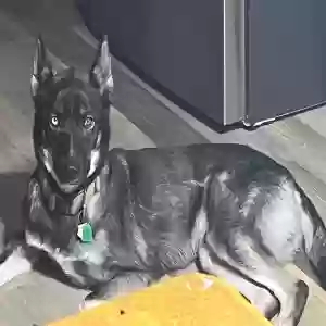 lost male dog bowie