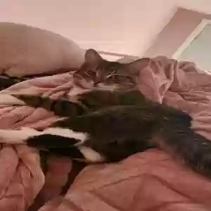 lost male cat mermelada