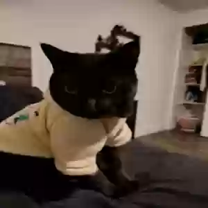 lost male cat shadow batman