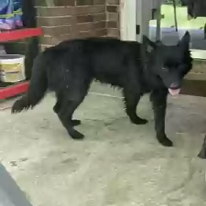 found female dog unknown