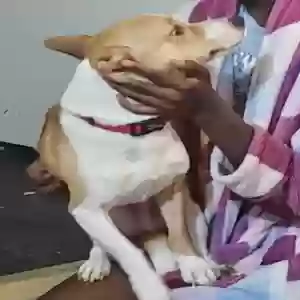 lost male dog poncho