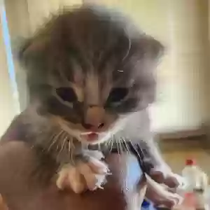 lost male cat nero