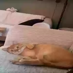 lost female cat luna
