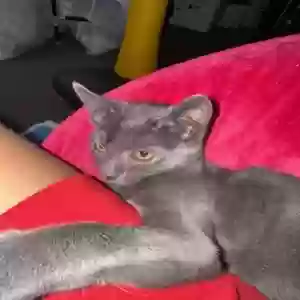 lost male cat robbie