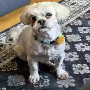 lost female dog mia
