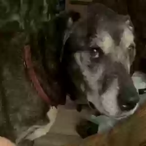 lost female dog emmy