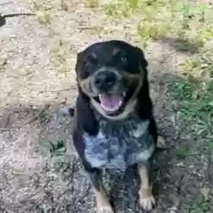 lost male dog jack