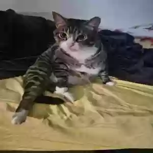 lost male cat bug