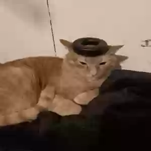 lost male cat cheeto