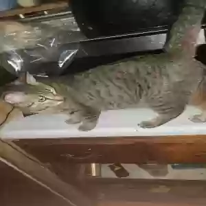 lost male cat bandit