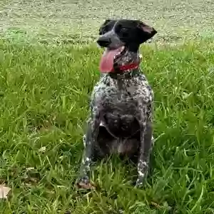 lost female dog emory
