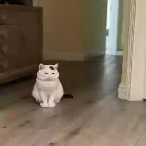 lost male cat rich