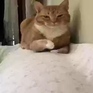 lost female cat pumpkin
