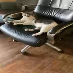 lost male cat coolidge (coolie)