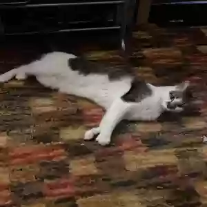 lost male cat coolidge (coolie)