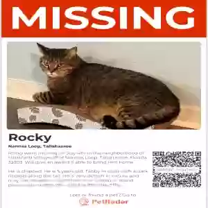lost male cat unknown