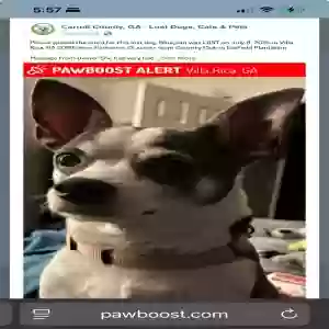 lost female dog bluejean