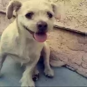 lost male dog scrappy