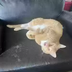 lost female cat mignon