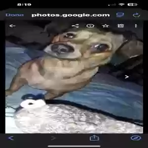 lost female dog chewla