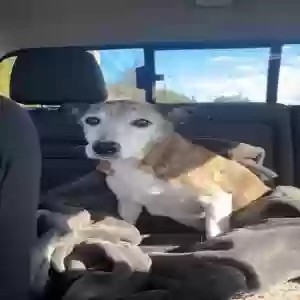lost male dog unknown