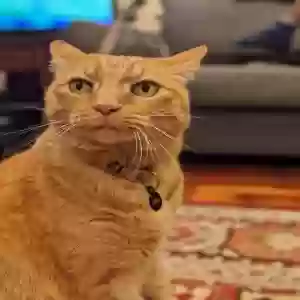 lost male cat pouncy