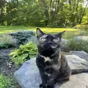 lost female cat penny