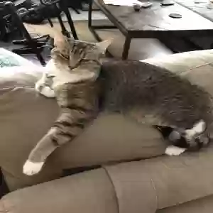 lost female cat zoe