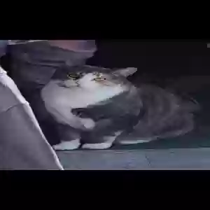lost female cat unknown