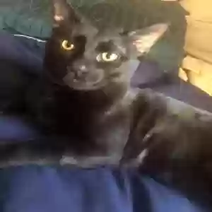 lost male cat looney