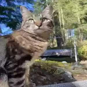 lost female cat daisy