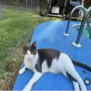lost male cat papa