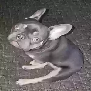 lost male dog grogu