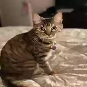 lost female cat unknown