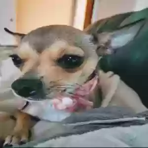 lost female dog piper byrd