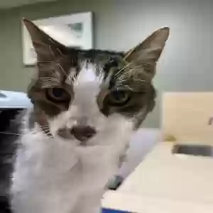 lost male cat henry