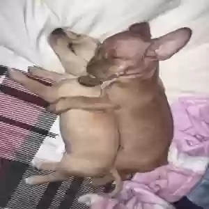 lost female dog canela