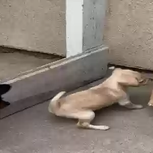 lost female dog güera