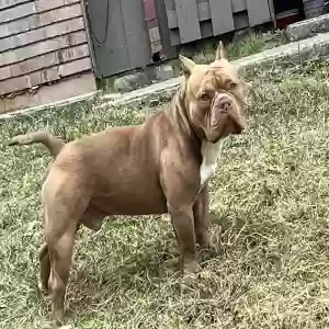 lost male dog mozzy