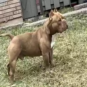lost male dog mozzy