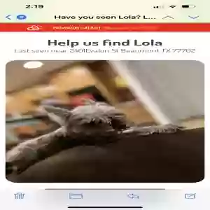 lost female dog lola