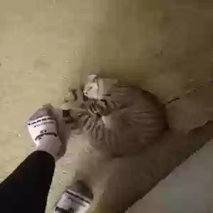 lost female cat kiki lou